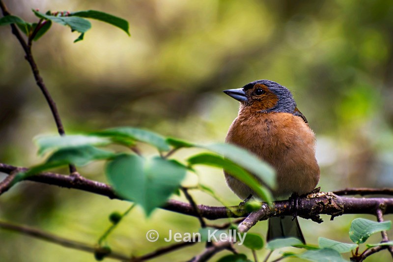 Chaffinch  DSC_8359 - Birds