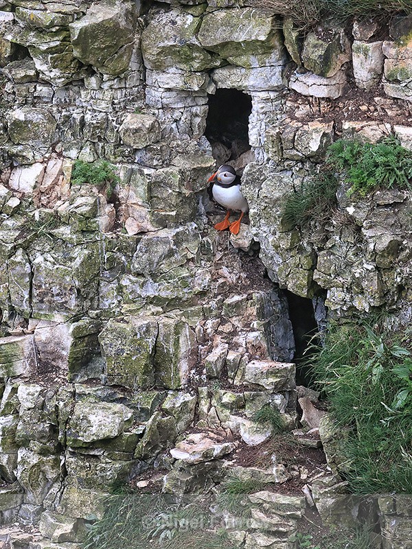 Puffin at nest hole entrance in cliff face, RSPB Bempton Cliffs - Puffin