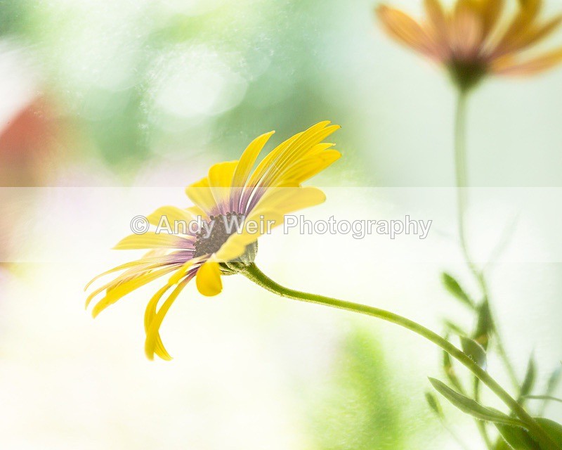 170708-untitled0026 - Plants & Flowers