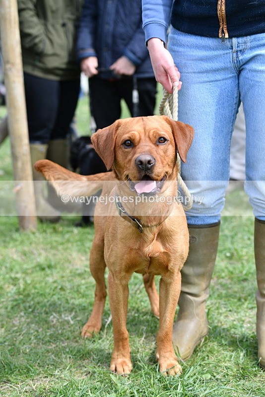 WJ5_9736 - Class 3 Most Handsome Dog