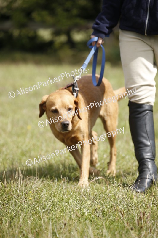20250831-3770 - Dog Show