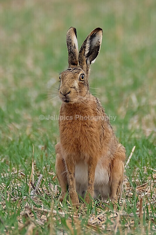 - Wildlife and Nature