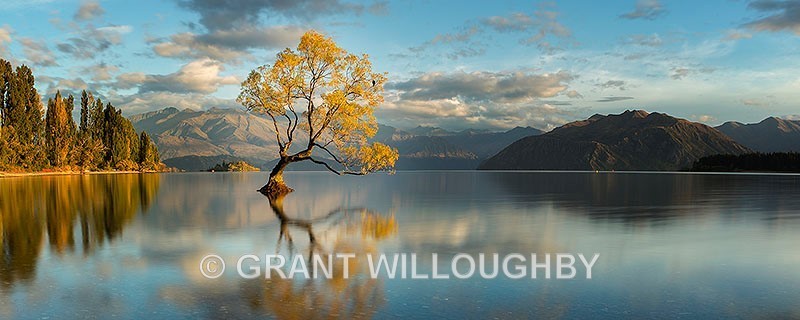 Wanaka lake Willow NZ - New Zealand