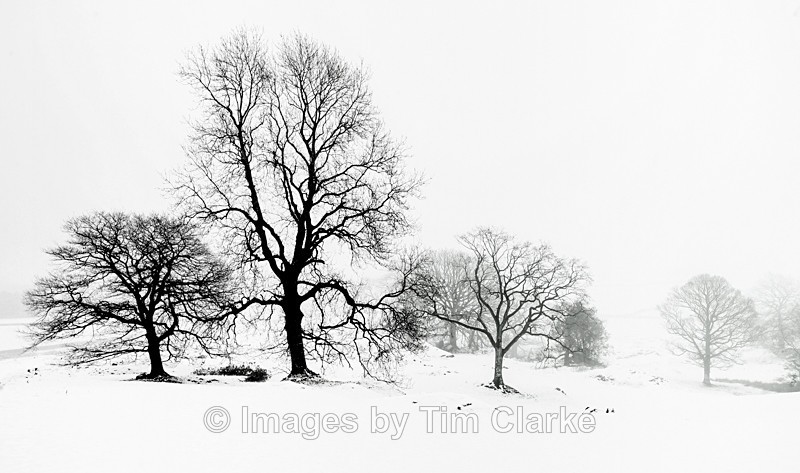 Lake District Tees In The Snow 2936422 - Landscapes