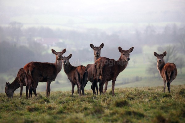 Red Deer _ AGTO137 - Wildlife, Mammal Photography, Great Britain