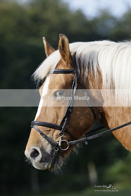 BVRC 120921 80 - Bourne Valley Riding Club UA Dressage & Show Jumping 12/09/21