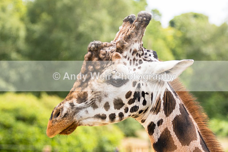 20150725-8E0A0262 - Captive Animals