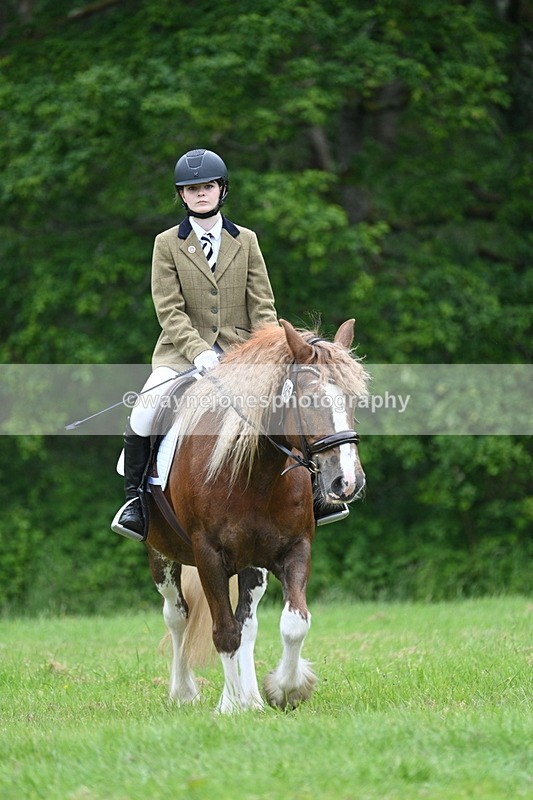 WJ7_4391 - Class 14B Prettiest Mare