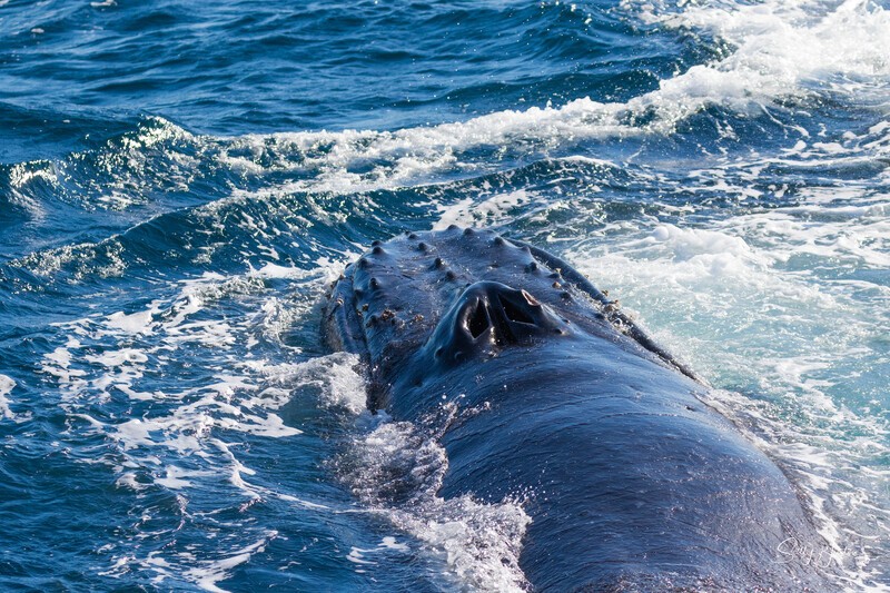 Humpback whale 0A3A6586 - Humpback Whales