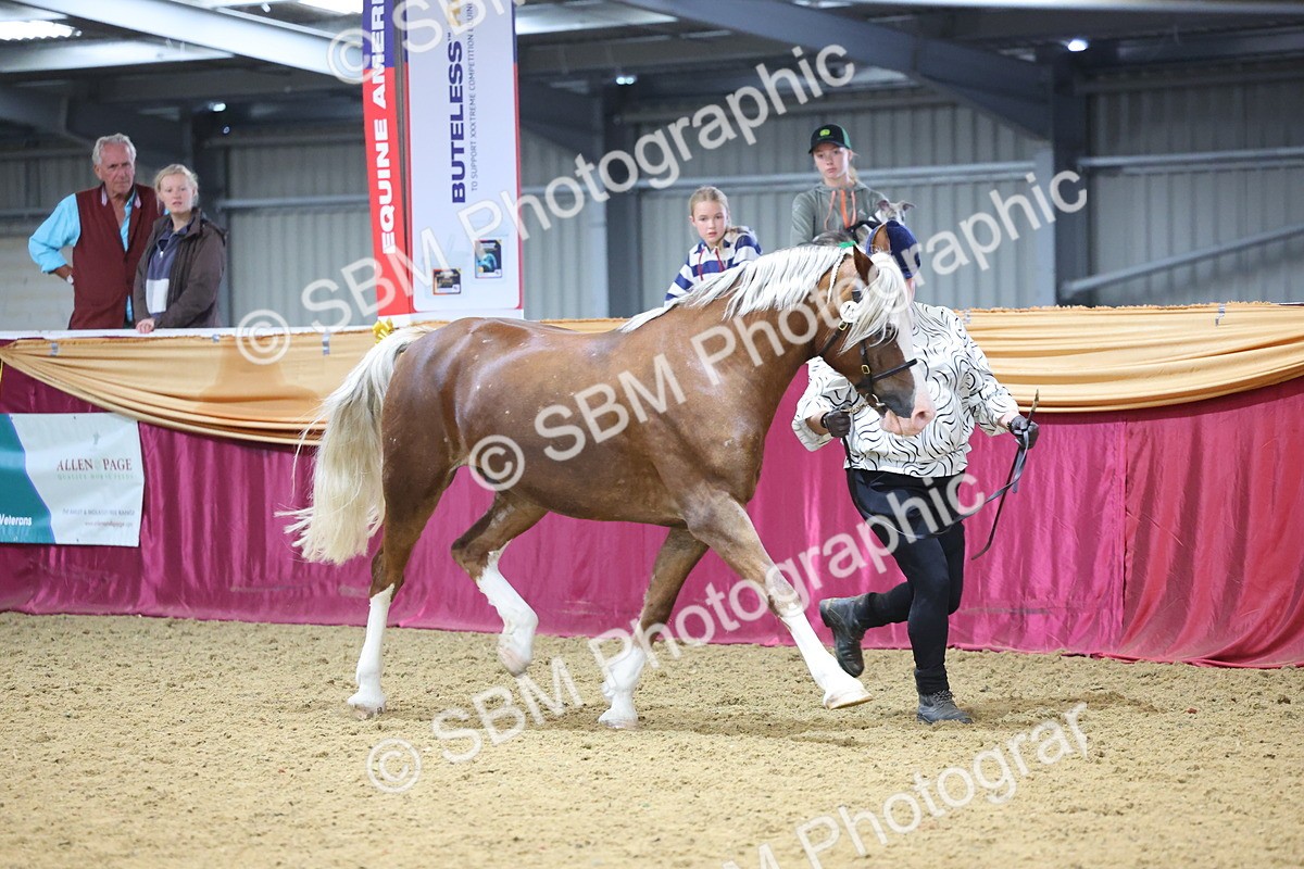 SBM_22831 - Class 903 - Supreme Final - IH Pre Vet