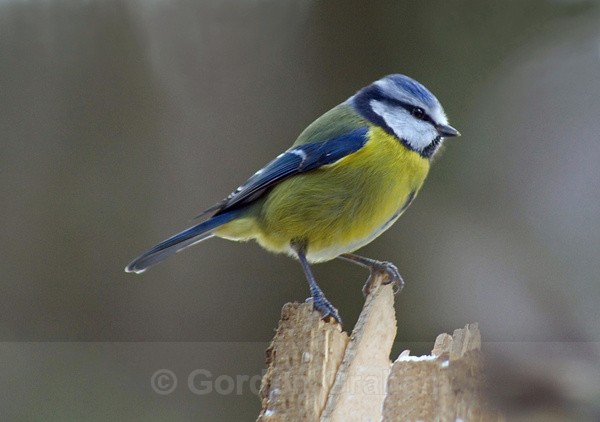 Blue Tit (2) - Wildlife