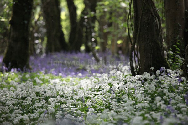  - Woodland scenes & flowers