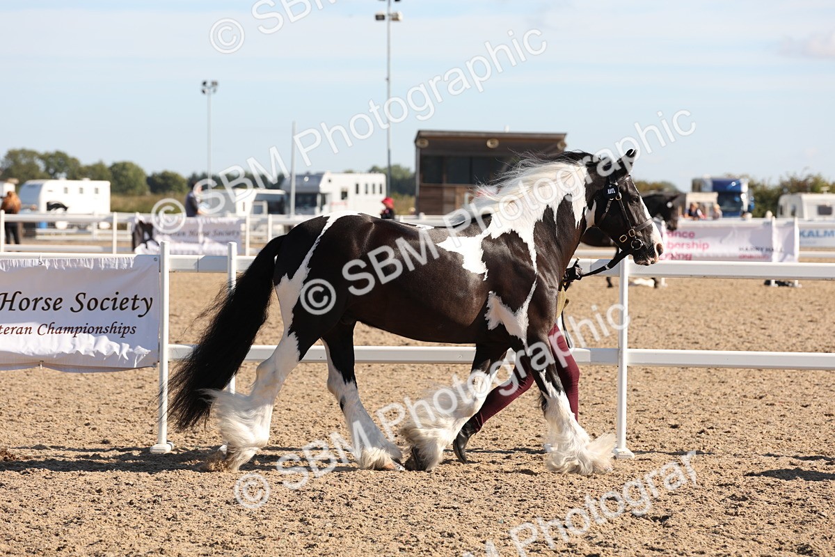 SBM_11776 - Class 204 - Young Handler 11 to 16 years