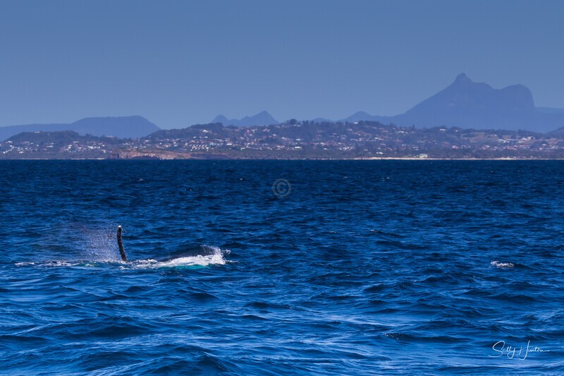 Labour humpback 4 - Humpback Whales