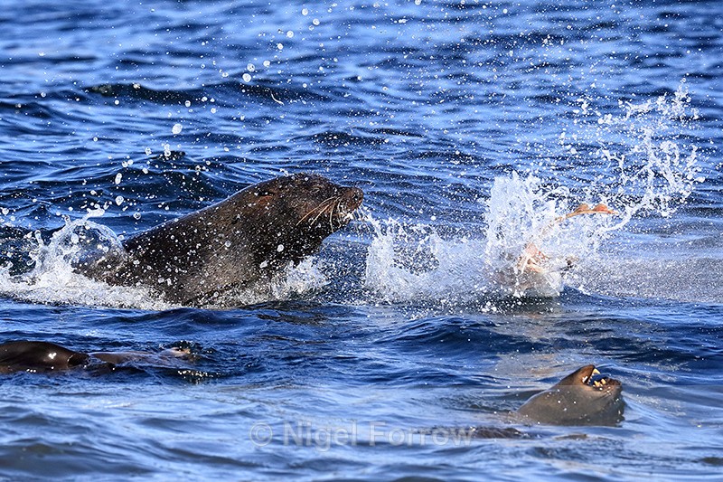 Cape Fur Seal attacks Ray, False Bay, South Africa - Seal