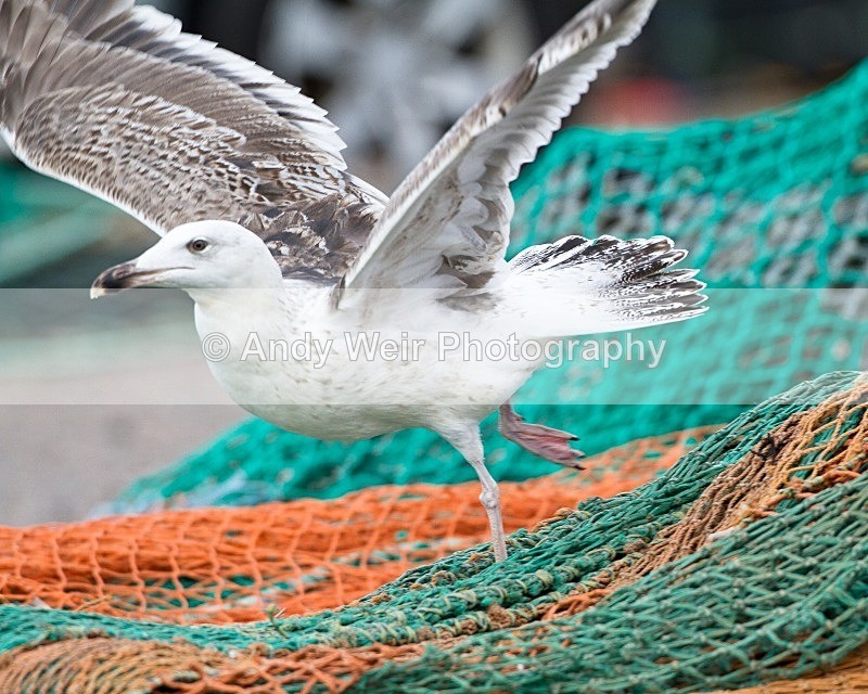 20110927-_MG_7005 - Herring Gull