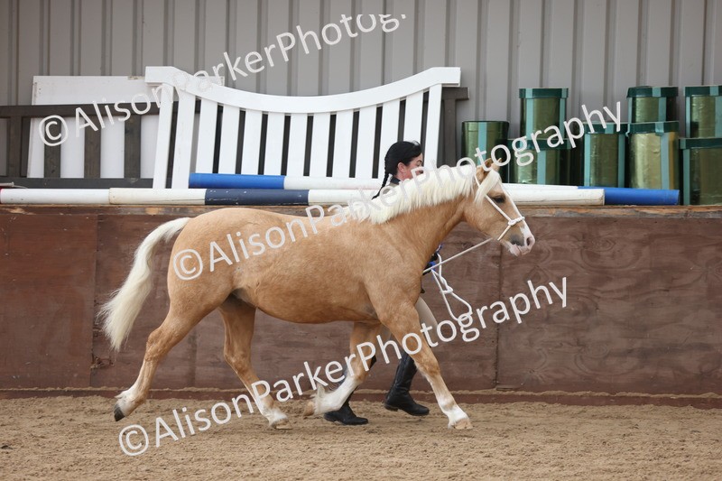 20251109-0872 - Class 25 - Yearling, Colt, Filly or Gelding