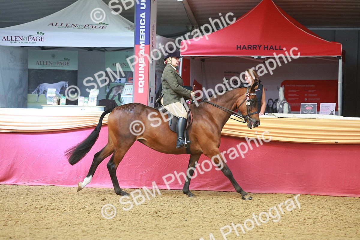 SBM_10532 - Class 103 - HOYS Veteran Qualifier - Ridden Pre Vet