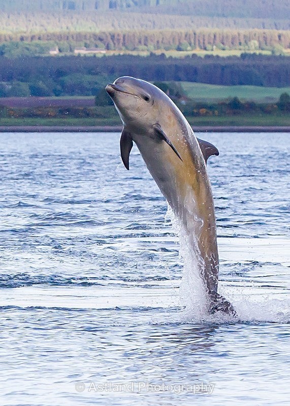 Astland Photography, Bird and Wildlife Images, Susan and Peter Wilson, U.K.