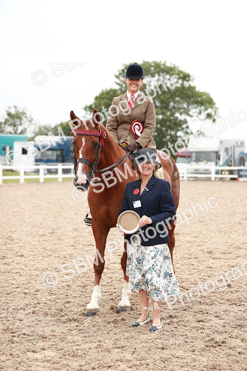 SBM_17626 - Class 215 Ridden Hack/ Riding Horse