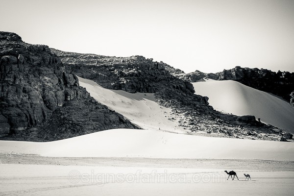 Algeria, Tadrart Rouge, Camel, Desert, Sony A7RV