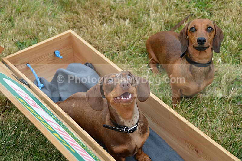  - Dachshunds