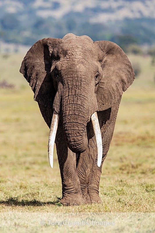 Elephant (bull) - Mara North ~ Other Mammals