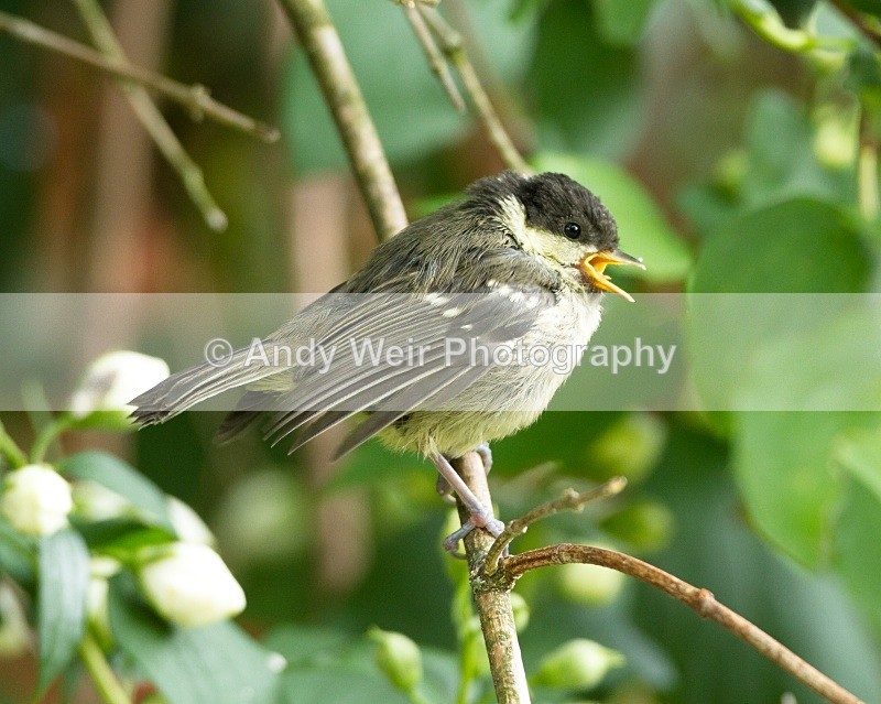 20110530-IMG_5530-436 - Coat Tit
