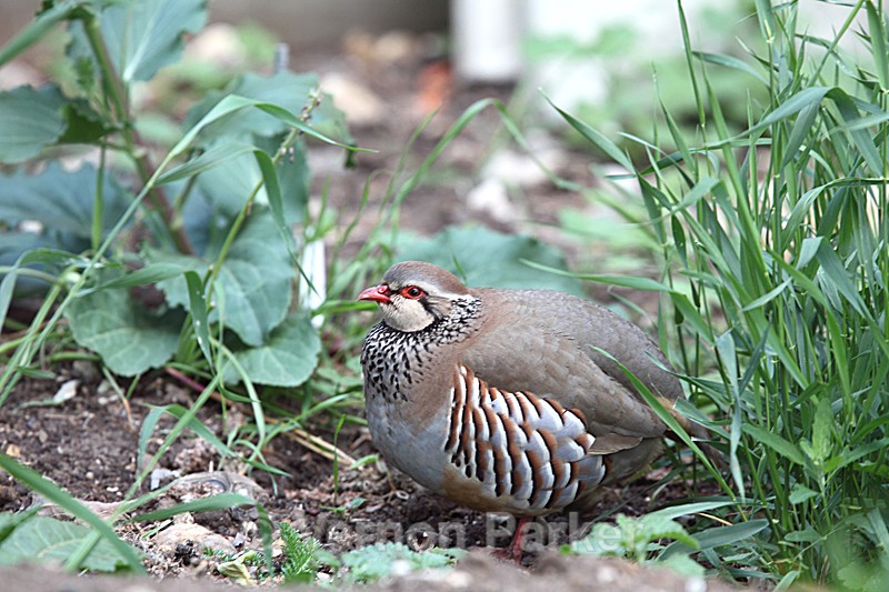 Partridge - Wild Birds