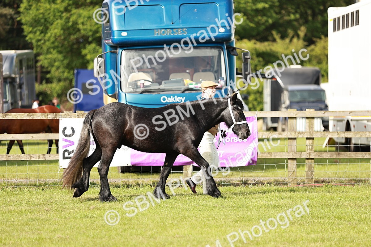 SBM_00676 - Class 14-23 - Mountain & Moorland In Hand Non Welsh