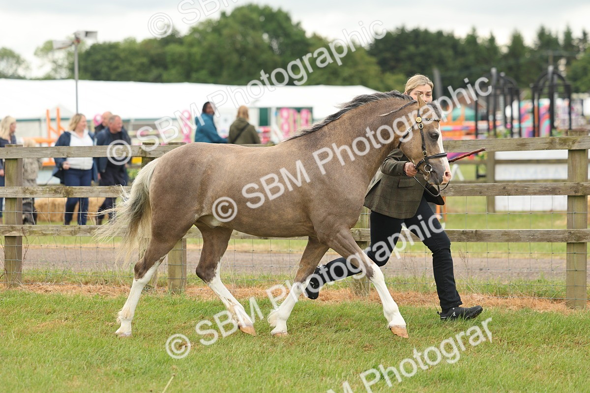 SBM_02205 - Class 50-57 - M&M Welsh Pony In Hand