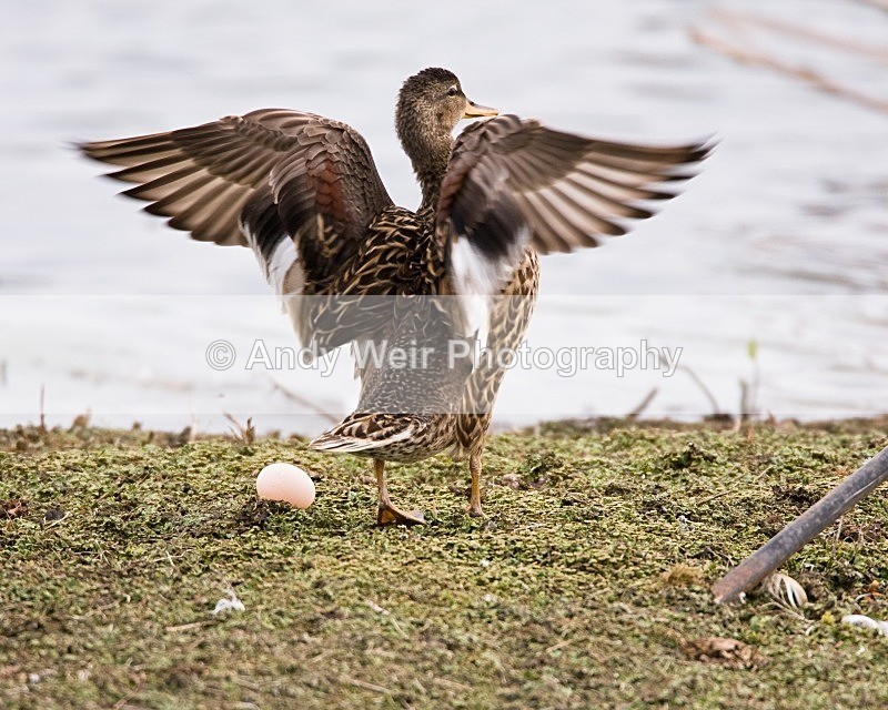 20080518-WE 012 - Woolston Eyes Nature Reserve