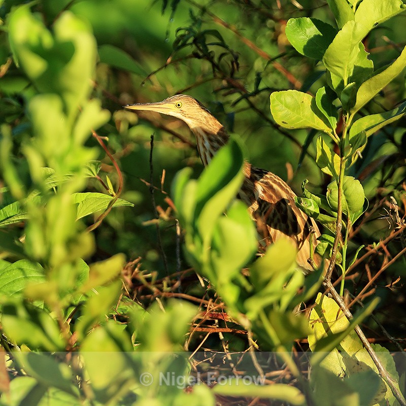 Yellow Bittern (juvenile) perched, Mekong Delta, Vietnam - Yellow Bittern