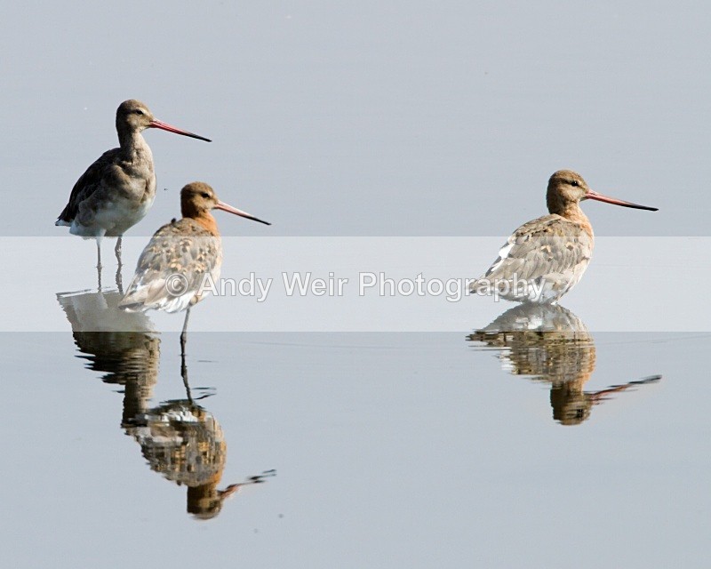 20100815_WE_0175 - Black Tailed Godwit