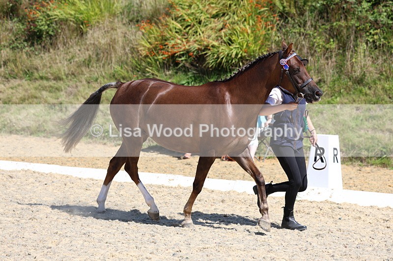 3E7A9850 - In Hand Championship