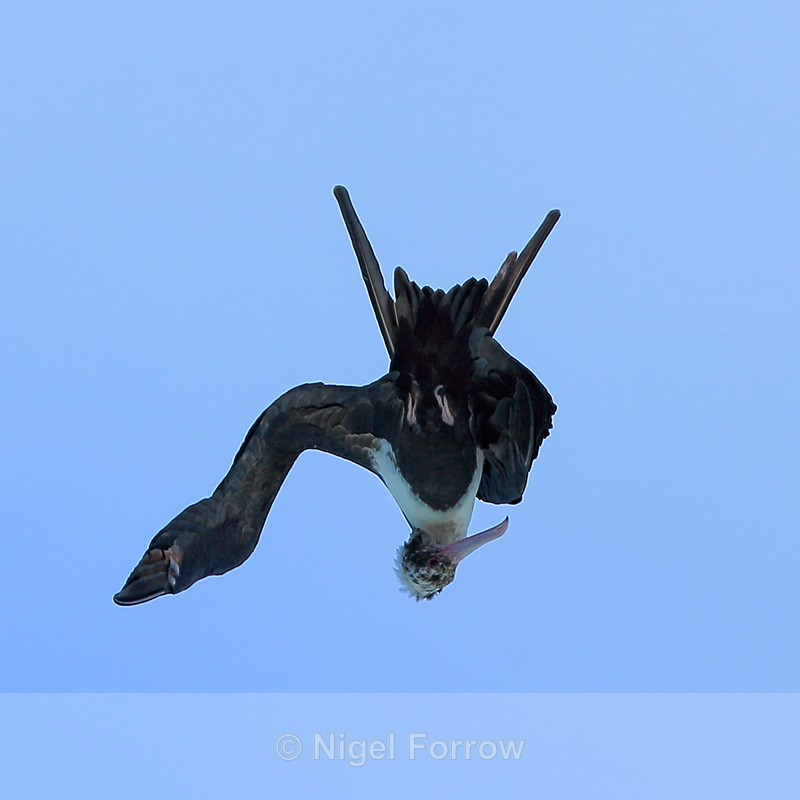 Great Frigatebird diving, Kilauea Point, Kauai - Great Frigatebird