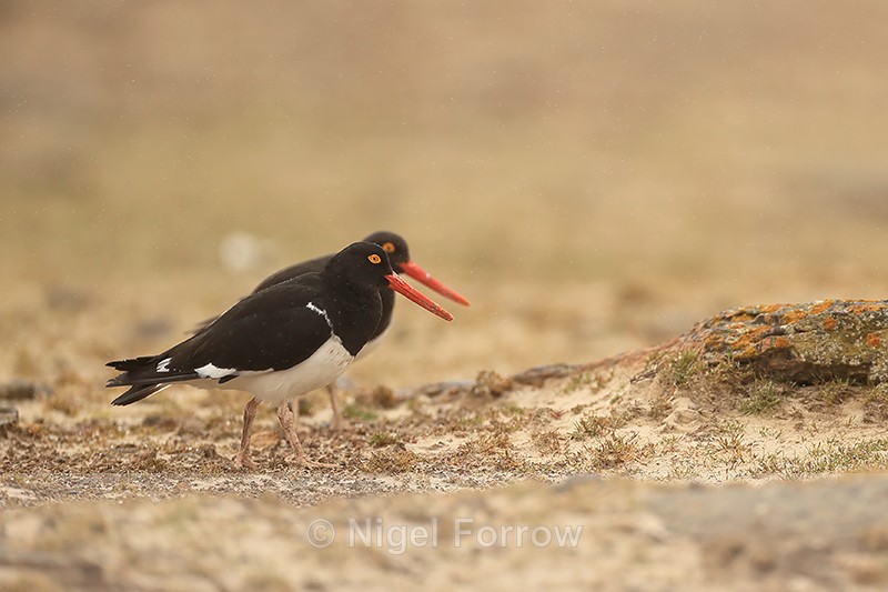 Magellanic Oystercatchers, side-by-side, Saunders Island, Falklands - Magellanic Oystercatcher
