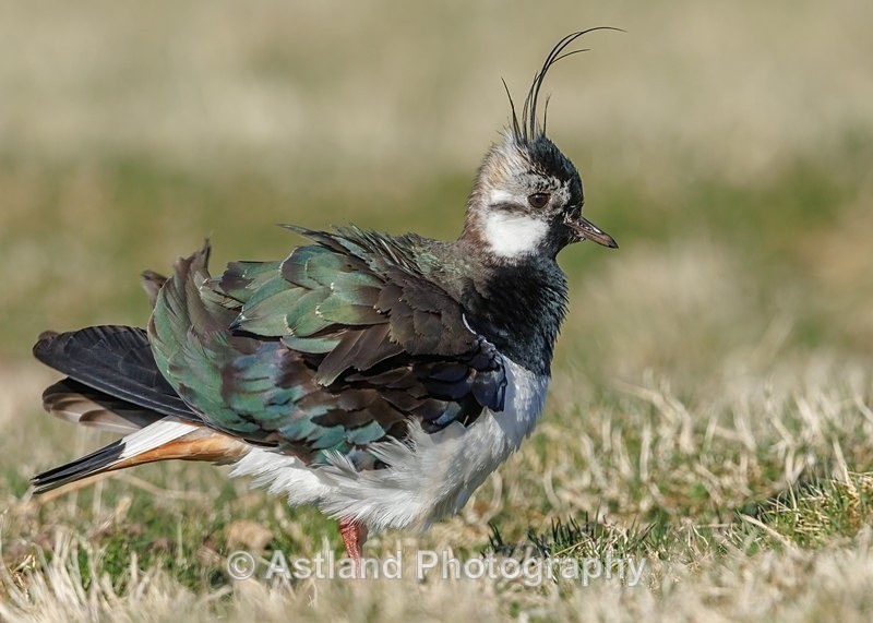 Astland Photography, Bird and Wildlife Images, Susan and Peter Wilson, U.K.