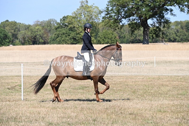WJ6_8771 - Class 38 Ridden Riding Horse/Pony