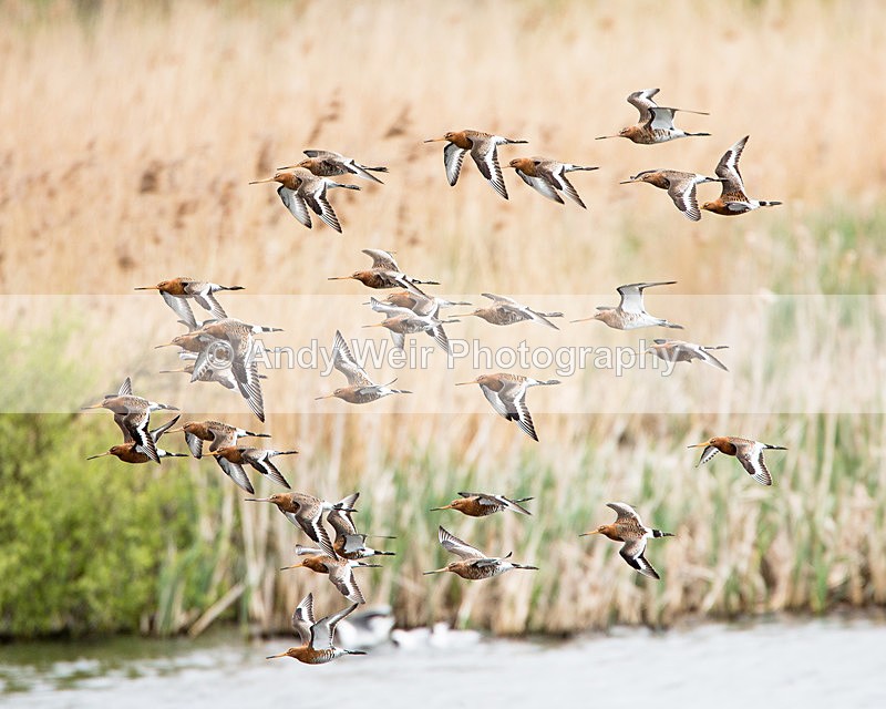 20140417-3K8A0217 - Other Waders