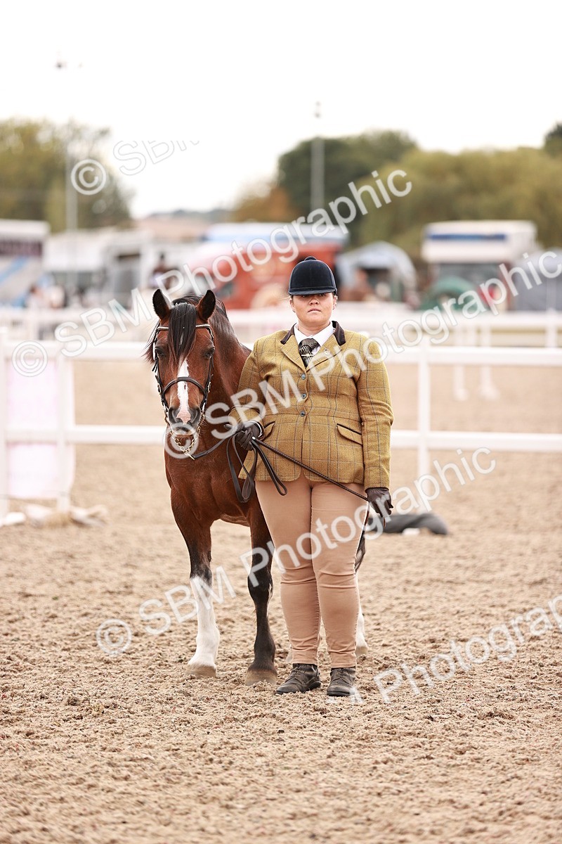 SBM_16230 - Class412 - Handsome Gelding (IH  or Ridden) Adult