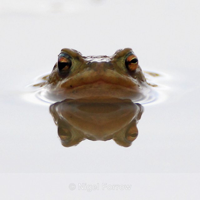 Common Toad reflection in a puddle, Otmoor - REPTILES & AMPHIBIANS