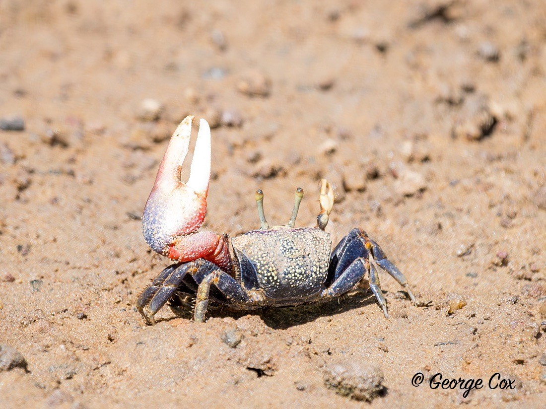 Fiddler Crab - Gambia 2025