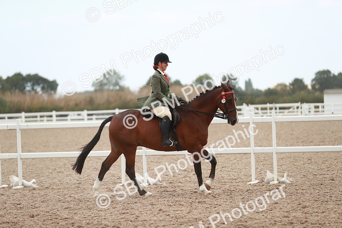 SBM_17654 - Class 215 Ridden Hack/ Riding Horse