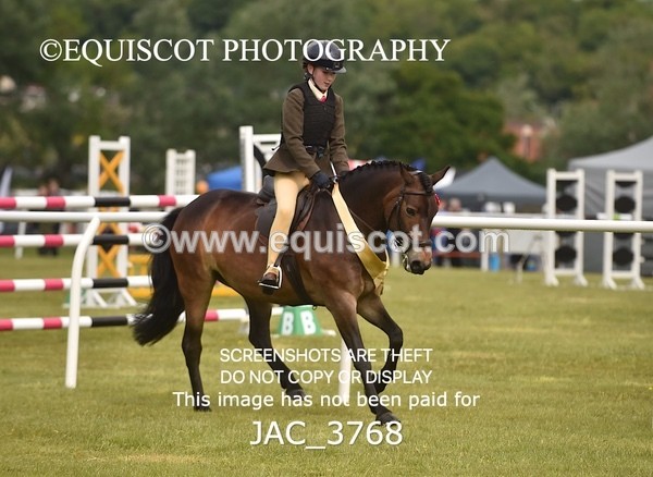 JAC_3768 - 75CM WORKING HUNTER