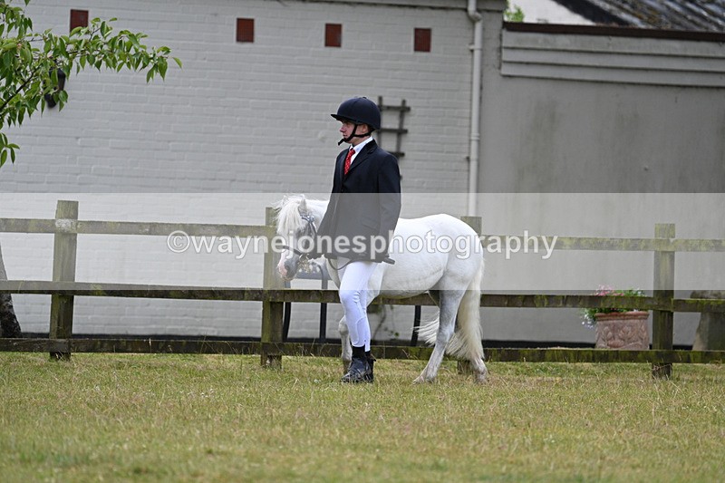 WJ7_6544 - Class 5 Handsome Gelding in hand