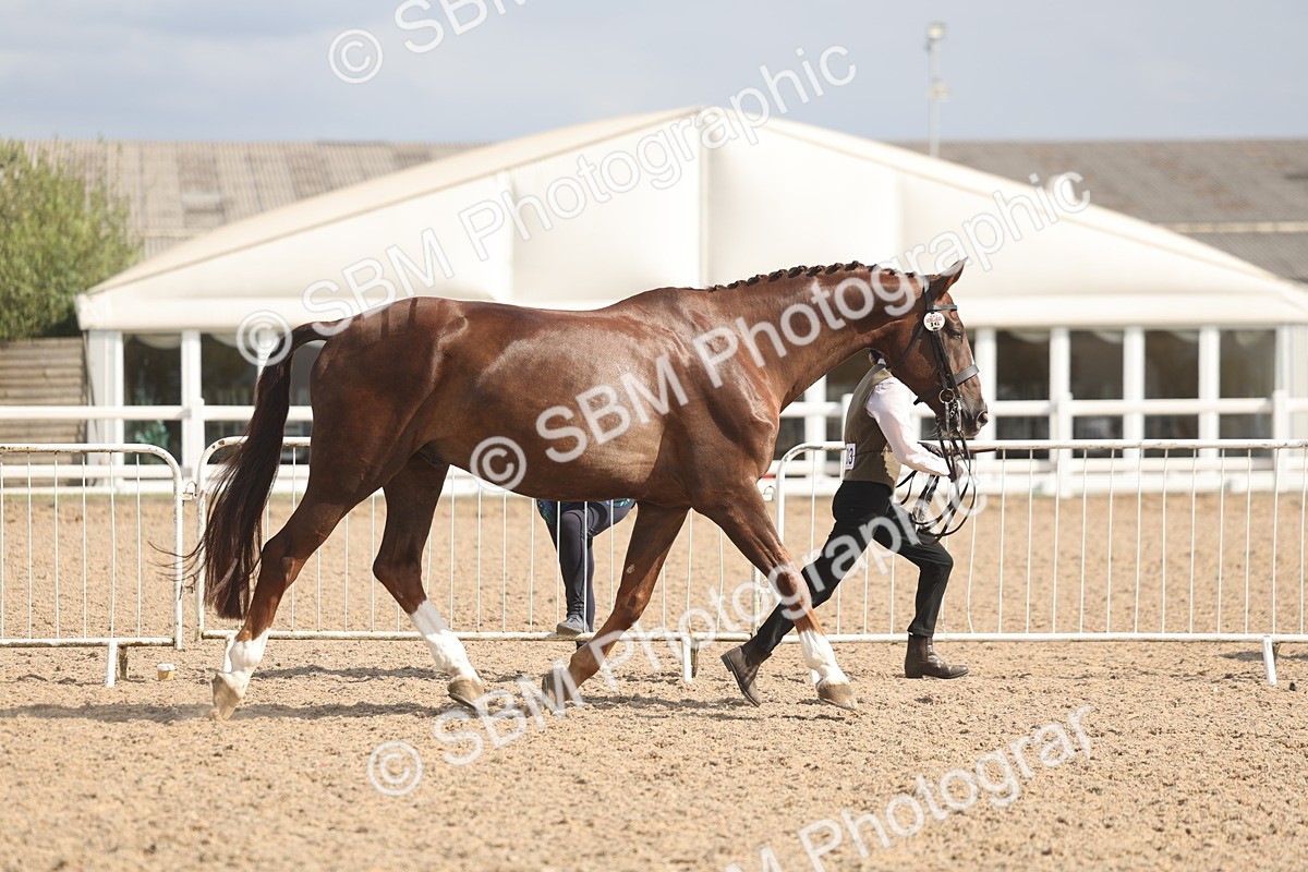 SBM_06847 - Class 25 - IH Foreign Breeds - Purebred