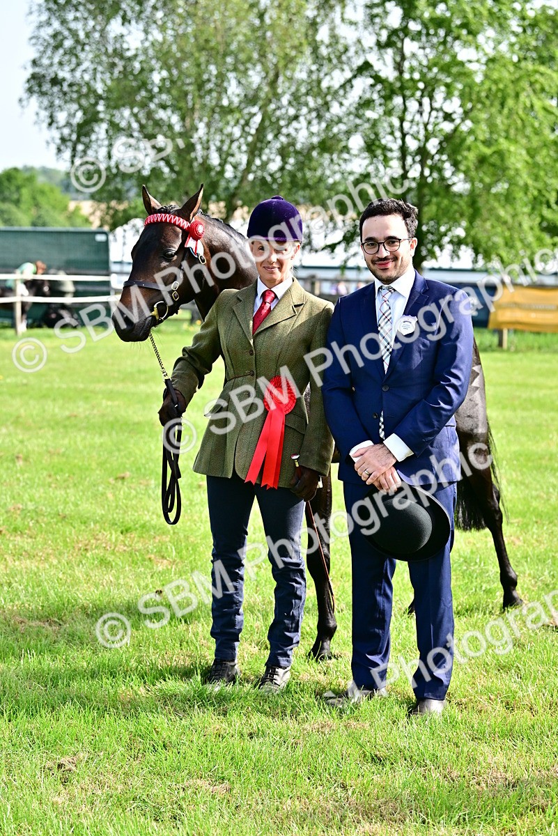 SBM_01000 - Class 46-49 - Arab and Part Bed-Anglo Arab In Hand
