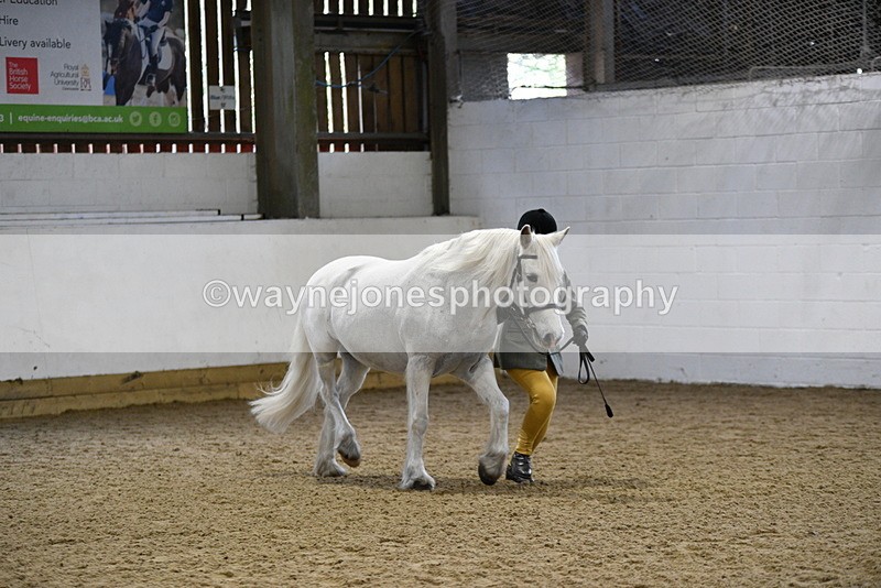 WJ5_4610 - Class 3 Part Bred In hand