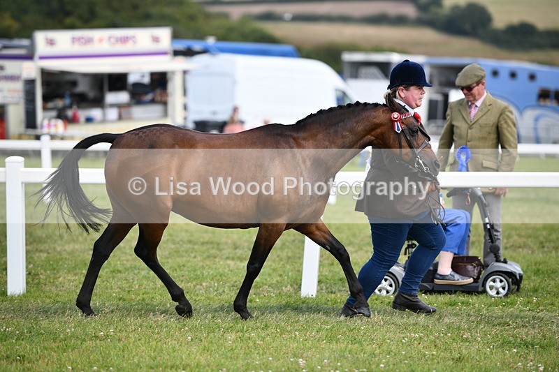 DSC_8443 - Class 69: Pure, Anglo & Part Bred In Hand Arab